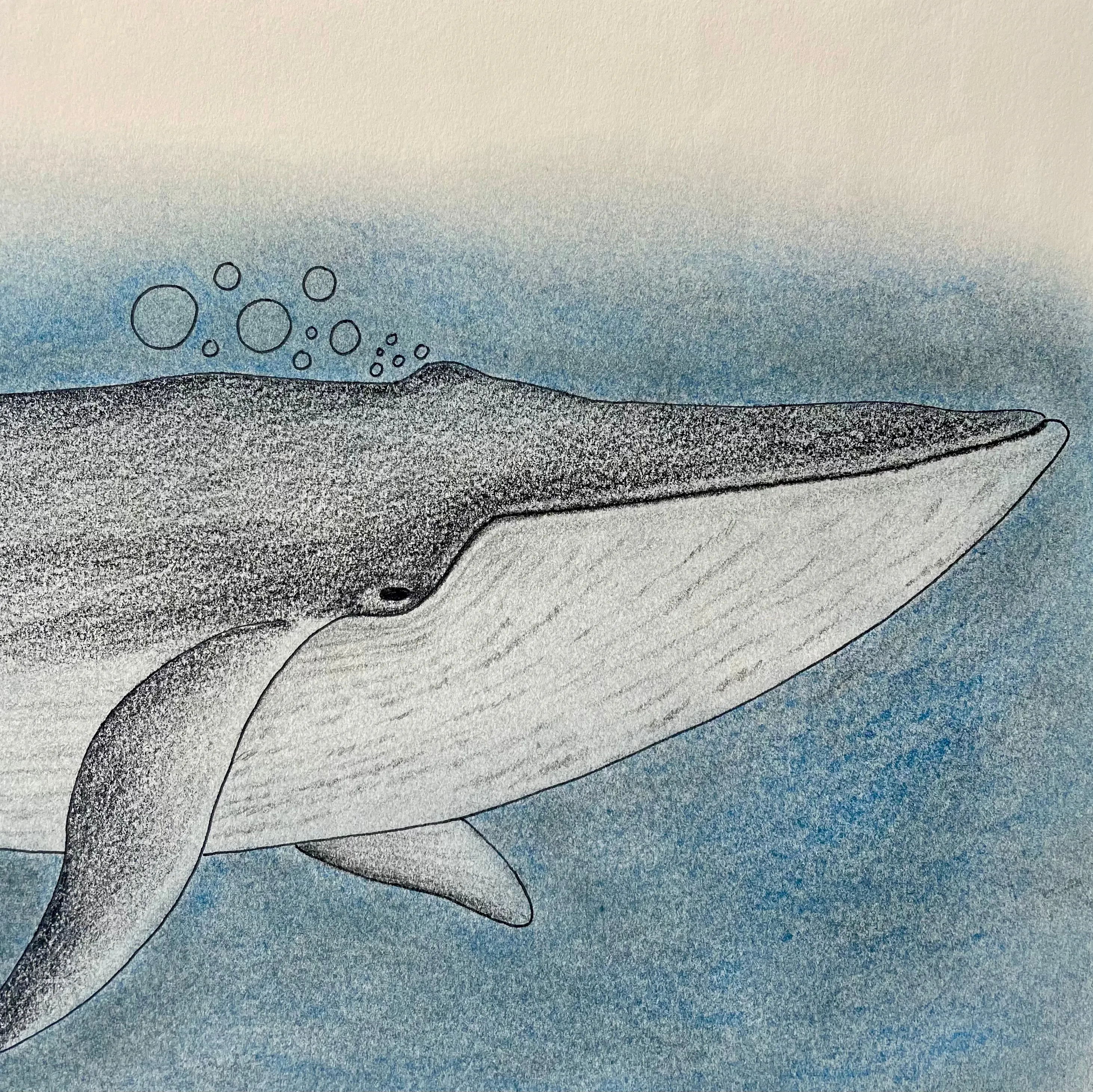Blue Whale, by Aoudla Pudlat