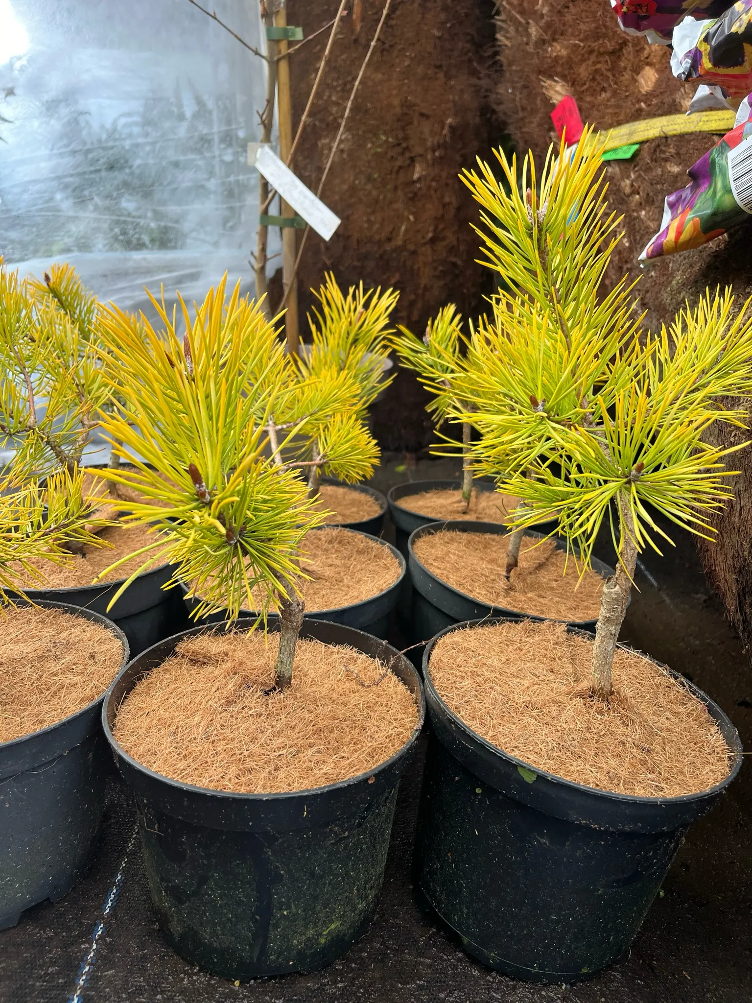 Pinus sylvestris 'Meffengowd'